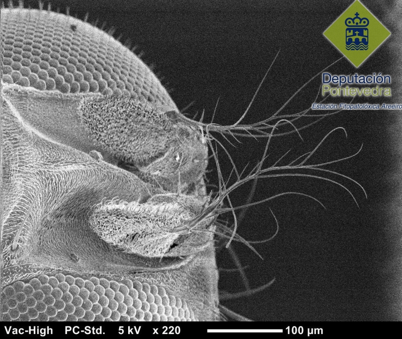 Drosophila suzukii >> Antenas de Drosophila suzukii.jpg